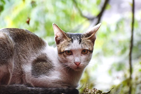 Primo Piano Gatto — Foto Stock