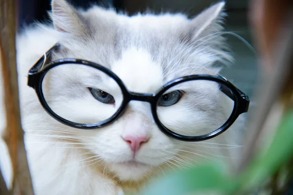 Funny Portrait Ragdoll Cat Wearing Glasses Blurred Background — Stock Photo, Image