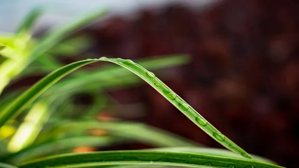 Eine Nahaufnahme Von Schönen Grünen Blättern Mit Tau Darauf Einem — Stockfoto
