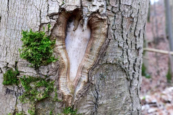 Primer Plano Corteza Del Árbol Con Patrón Natural Distorsionado Del — Foto de Stock