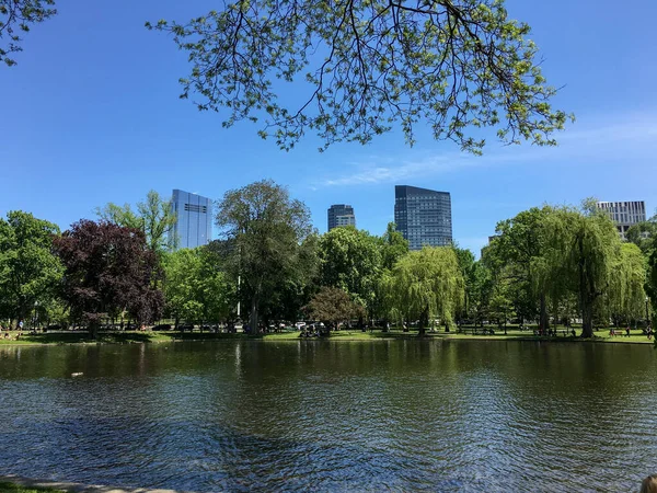 Die Grünen Bäume Seeufer Mit Gebäuden Hintergrund Boston Massachusetts — Stockfoto