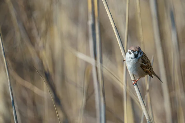 Naturskön Över Sparv Uppe Ett Rör Suddig Bakgrund — Stockfoto