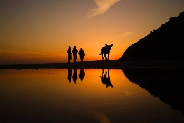 Una Silueta Tres Personas Perro Observando Puesta Sol Playa Del —  Fotos de Stock