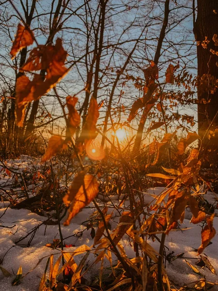 落日穿过积雪覆盖的森林的垂直镜头 — 图库照片