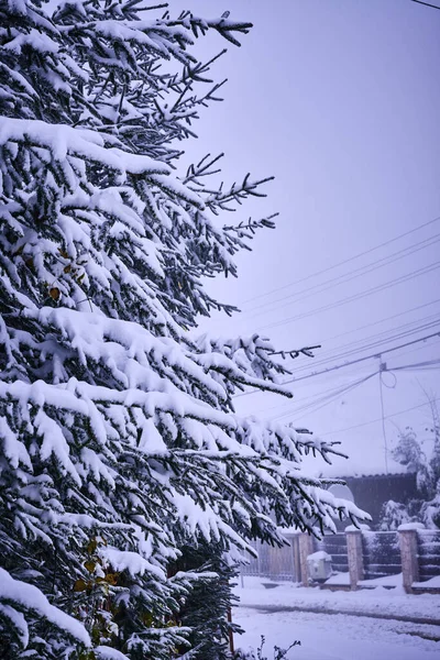 Abeto Coberto Neve Durante Inverno Uma Aldeia Cluj Romênia — Fotografia de Stock