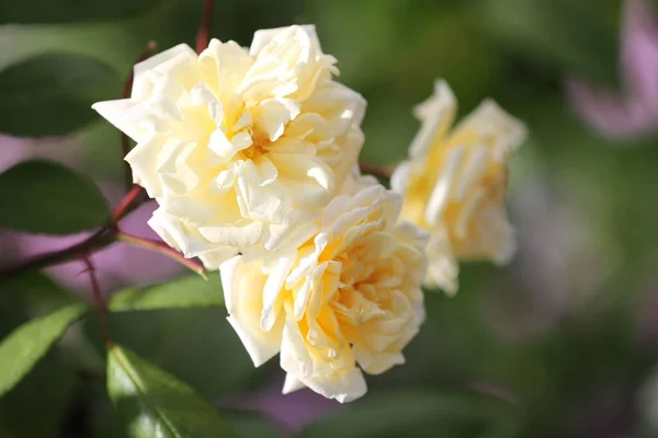 Крупный План Абрикоса Rosa Buff Beauty Саду — стоковое фото