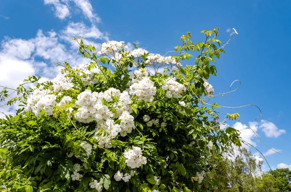 Низкий Угол Снимка Цветущих Кустов Белыми Цветами Голубым Небом — стоковое фото