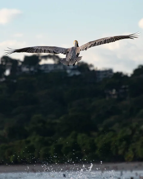 Primer Plano Vertical Pájaro Volando Con Sus Alas Bien Abiertas — Foto de Stock