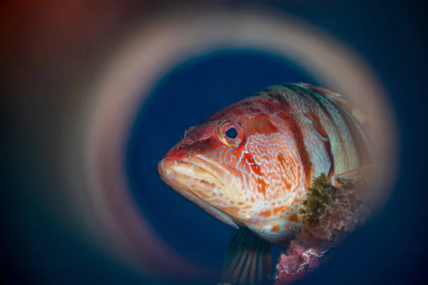 Sebuah Gambar Close Dari Kepala Ikan Merah Terisolasi Latar Belakang — Stok Foto