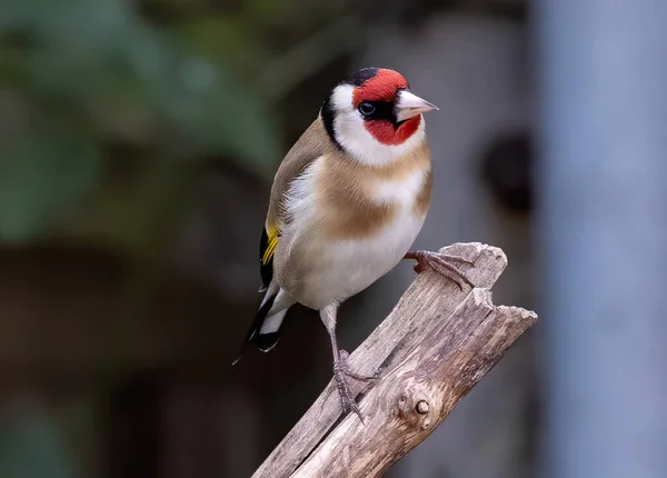 Nahaufnahme Einer Europäischen Stieglitz Vogelart Die Auf Einem Hölzernen Ast — Stockfoto