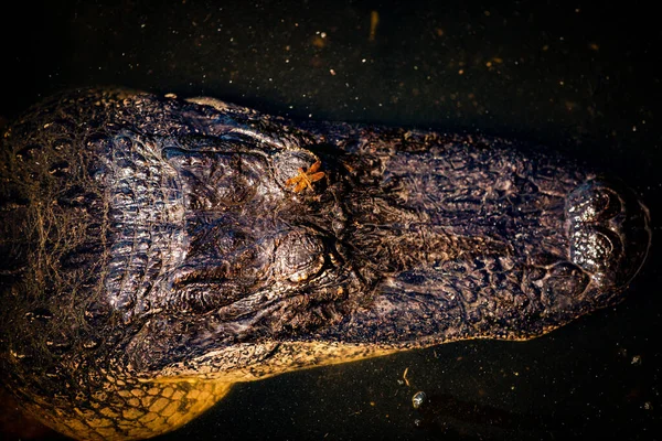 Une Vue Dessus Tête Détaillée Alligator Américain Dans Eau Sombre — Photo