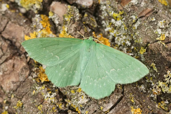 Szczegółowe Zbliżenie Kolorowe Zielony Duży Szmaragdowy Ćma Geometra Papilionaria Siedzi — Zdjęcie stockowe