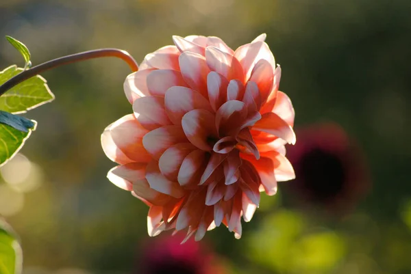 Close Belo Vermelho Branco Dahlia Luz Sol Com Outras Flores — Fotografia de Stock