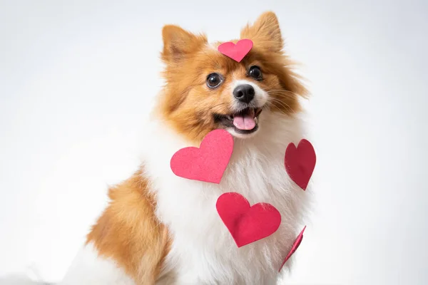 Tiro Perto Cão Spitiz Com Corações Vermelhos Nele — Fotografia de Stock