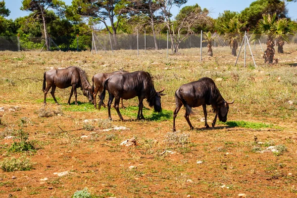 Μια Ομάδα Από Blue Wildebeest Βόσκηση Και Περιπλάνηση Στο Σαφάρι — Φωτογραφία Αρχείου