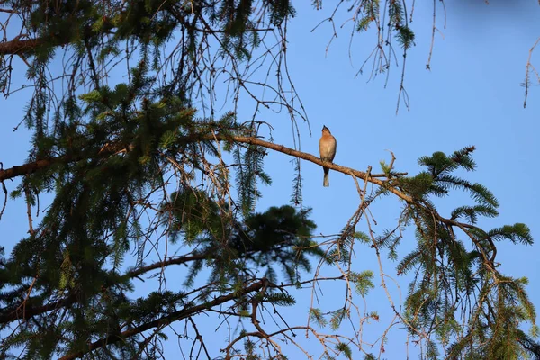 Oiseau Mignon Perché Sur Une Branche Arbre Contre Ciel Bleu — Photo