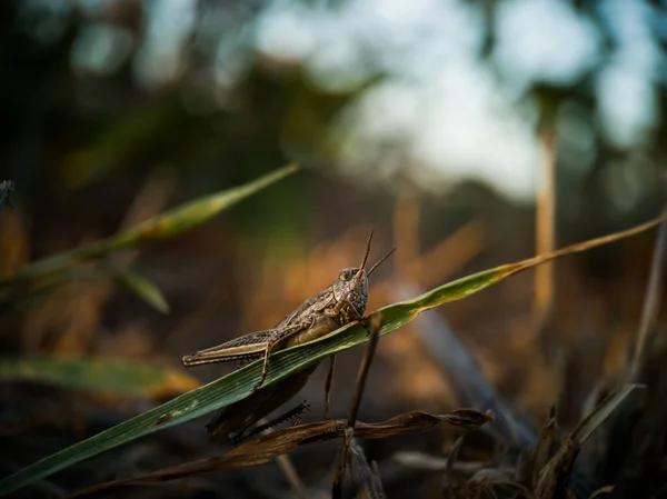 Detailní Záběr Stěhovavého Kobylky Locusta Migratoria — Stock fotografie