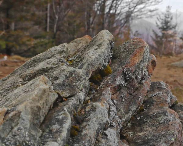 森林中一块纹理苔藓岩石上的细节特写 — 图库照片