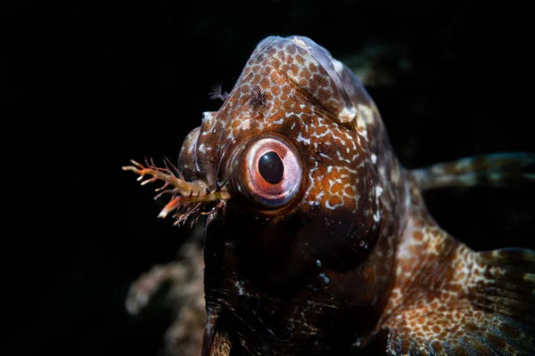 Sebuah Foto Close Kepala Ikan Dengan Mata Besar Dengan Latar — Stok Foto