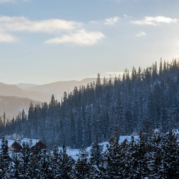 Вид Ялинковий Ліс Взимку — стокове фото