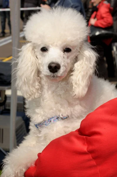 Vertical Closeup Shot Adorable White Poodle — Stock Photo, Image