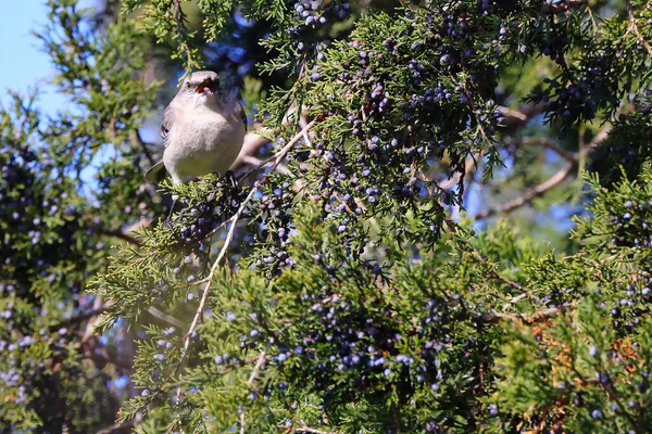 Förtjusande Nordlig Mockingbird Gren Ett Grönt Träd — Stockfoto