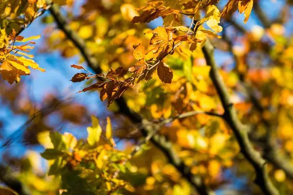Een Herfst Kleurrijke Bladeren Onder Blauwe Lucht Een Wazige Achtergrond — Stockfoto