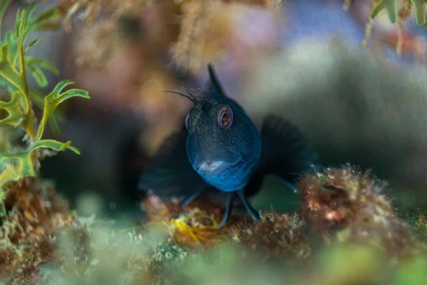 Blue Fish Swim Bottom Water Blurred Aquatic Grasses Background — Stock Photo, Image