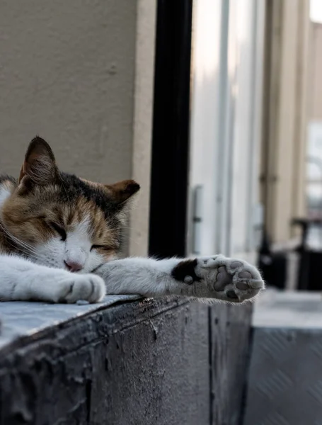밖에서 낮잠자고 귀여운 길잃은 고양이 — 스톡 사진