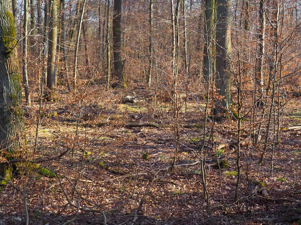 Vue Une Forêt Avec Troncs Branches Arbres Automne — Photo