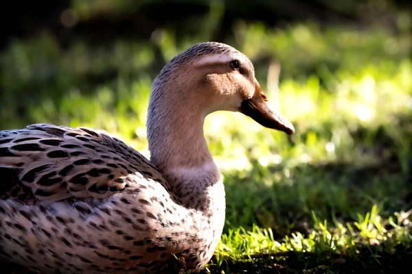 Güneşli Bir Günde Parkta Çimenlerde Oturan Bir Yaban Ördeği Kuşu — Stok fotoğraf