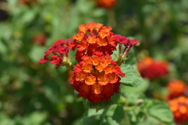 Eine Nahaufnahme Roter Blumen Auf Grünem Hintergrund — Stockfoto