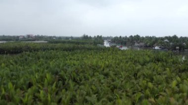Hoi An, Vietnam 'daki Mau Körfezi Hindistan cevizi ormanının havadan görünüşü.