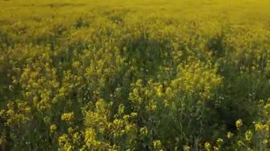 Bahçede açan sarı çiçeklerin yakın çekim görüntüsü.