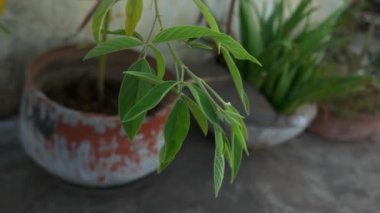 Arka planda diğer bitkilerle birlikte rüzgarda hareket eden saksı bitkilerinin yakın plan videosu.