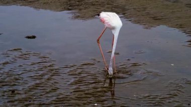 Flamingo, Namibya 'daki Wallis körfezinde su havuzunda dans ediyor.
