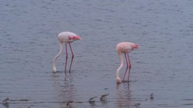Flamingolar Wallis Körfezi Namibya 'da yiyecek bulmak için suyu karıştırıyor.