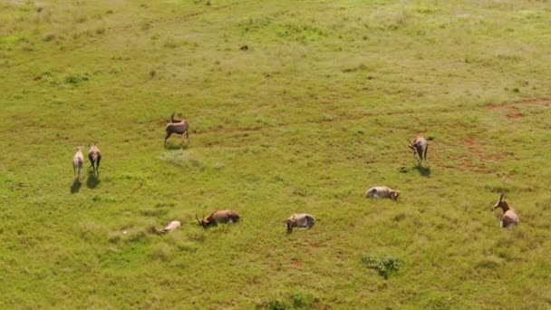 Une Belle Vue Sur Troupeau Antilopes Blesbok Dans Champ Par — Video