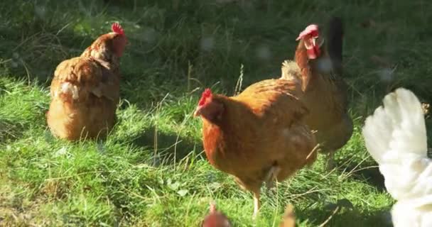 Μια Κοντινή Άποψη Ορισμένων Κοτόπουλων Βόσκησης Στο Γρασίδι — Αρχείο Βίντεο