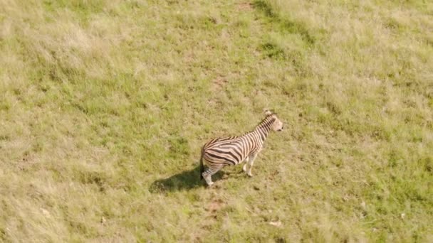 Een Antenne Uitzicht Van Kleine Zebra Afrikaans Gras Vlakte — Stockvideo