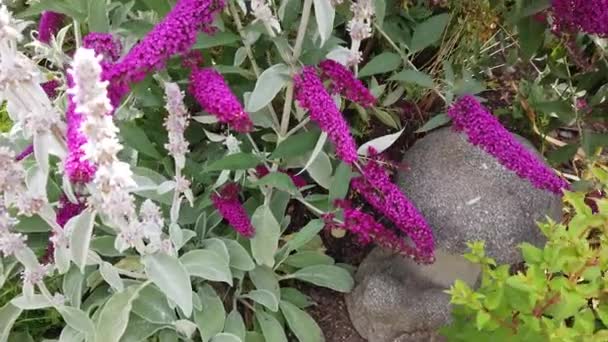 Kelebek Çalısı Buda Çiçekleri Rüzgarda Esiyor — Stok video