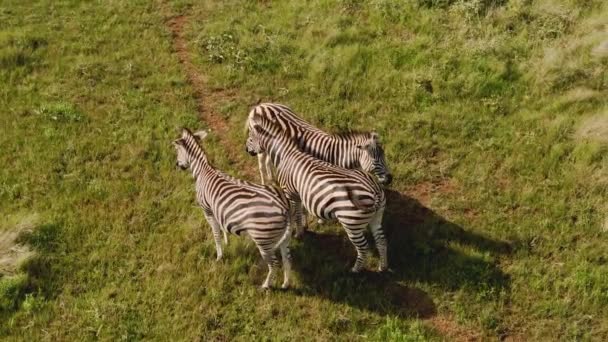Een Prachtig Uitzicht Zebra Een Groen Veld Een Zonnige Dag — Stockvideo