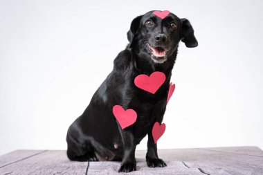 Kalp şeklinde süslemeleri olan sevimli siyah bir köpek yavrusu.