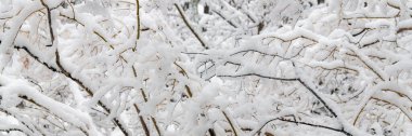 Sierra Nevada 'da kar altında, California, kışın orman