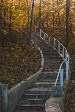 Sonbaharda uzun ağaçlar ve bereketli doğayla birlikte ormanda bir merdivenin dikey görüntüsü.