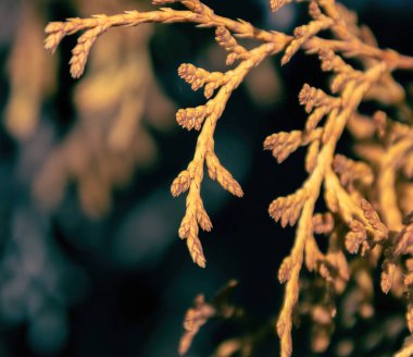 Bulanık arkaplanda kahverengi bir Thuja dalı