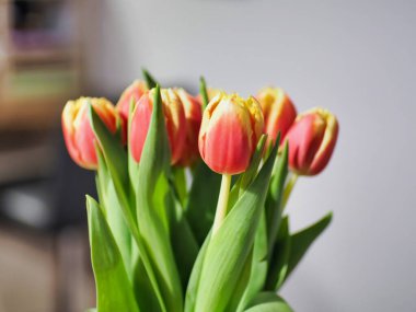 Bulanık bir arkaplanda bir buket kırmızı lalenin sığ odak noktası.