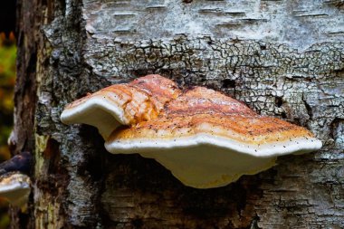 Fomitopsis pinicola 'nın yakın çekimi, kırmızı kuşaklı conk' un genç örnekleri..