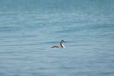 Mavi okyanusta yüzen ibikli bir yunusun manzarası.