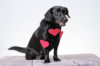 Kalp şeklinde süslemeleri olan sevimli siyah bir köpek yavrusu.
